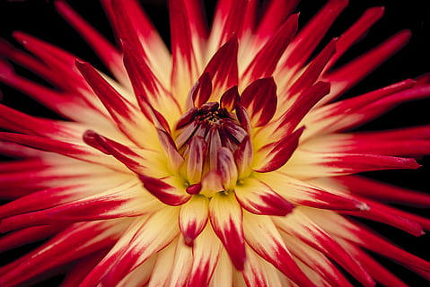 white and red petaled flower, macro photography of a blooming red and white flower HD wallpaper