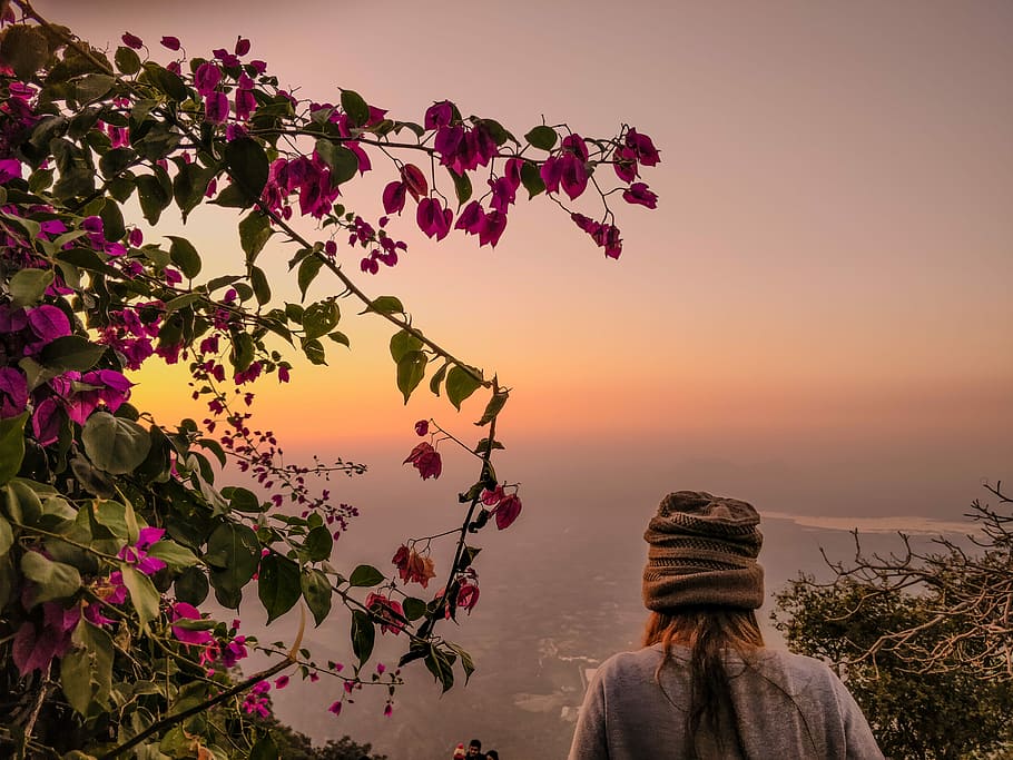 Natures sunset palatte, woman wearing brown hat beside pink petaled flowers HD wallpaper