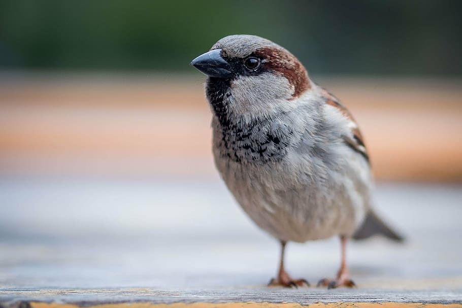 sparrow, bird, close, one animal, animal wildlife, animals in the wild HD wallpaper