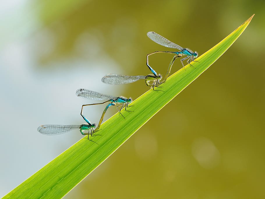 insect, dragonfly, couple, macro, animal themes, green color HD wallpaper