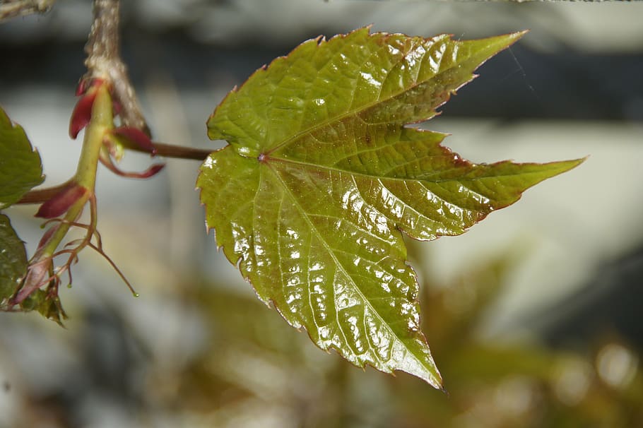 leaf, spring, frisch, first leaves, green, plant part, focus on foreground HD wallpaper
