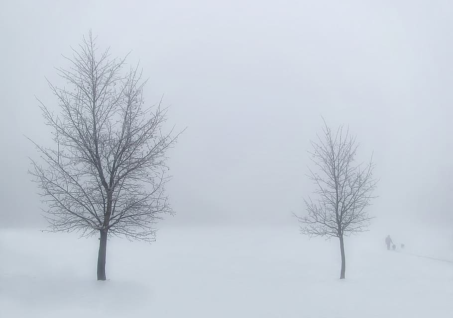 man walking on snow near bare tree, winter, trees, landscape HD wallpaper