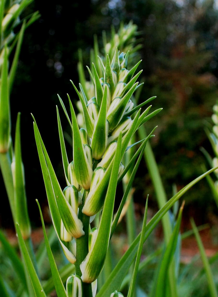 Flowers, Buds, Unopened, White, green, stem, straight, garden HD wallpaper