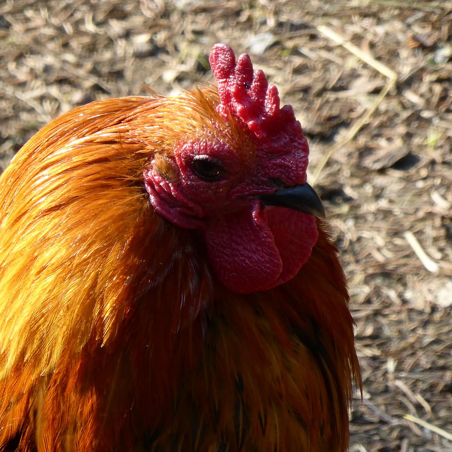 hahn, comb, bird, head, bill, feather, animal, plumage, gockel HD wallpaper