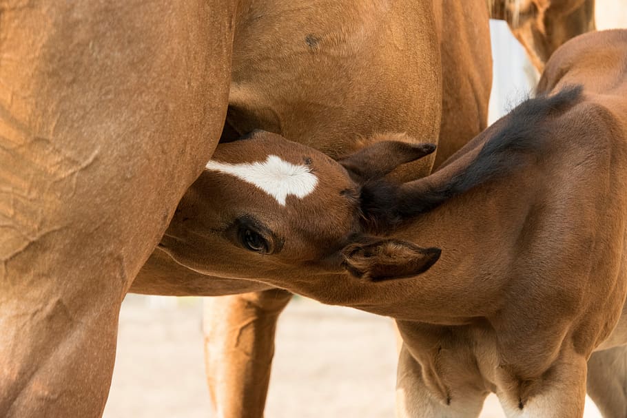 brown and white horse, foal, mare, drink, suckle, animal, mother HD wallpaper