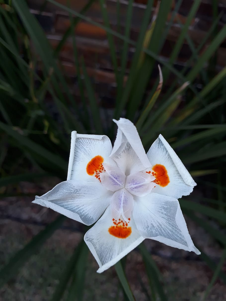 flower, white, tranquility, white flower, nature, flowers, plant HD wallpaper
