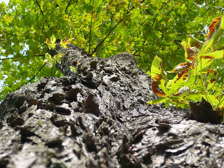 bark, tree, wood, trunk, nature, plant, growth, plant part HD wallpaper