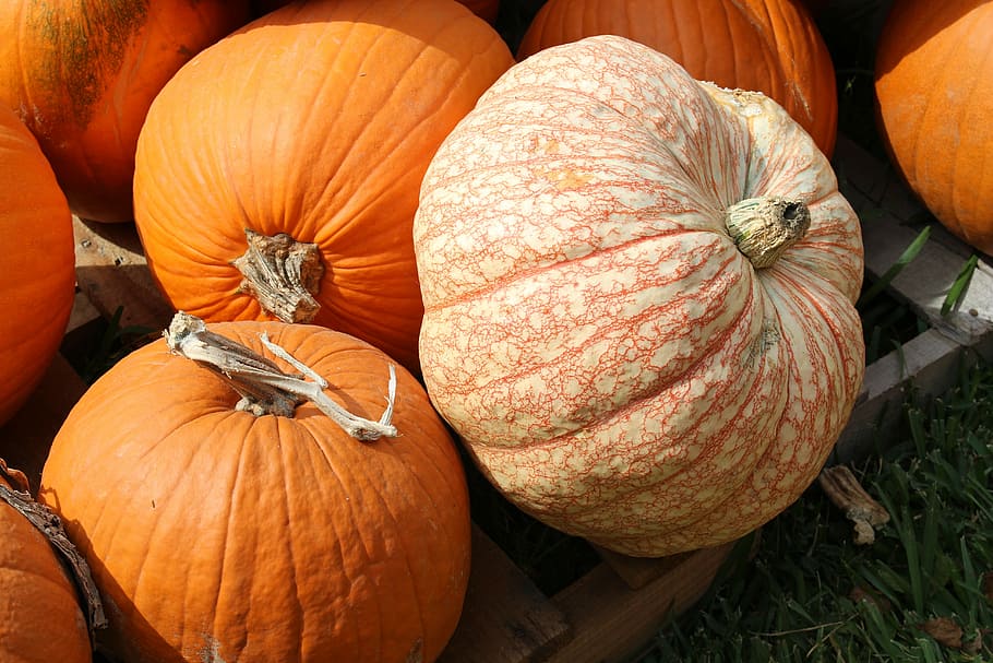 pumpkins, fall, autumn, orange, halloween, holiday, season HD wallpaper