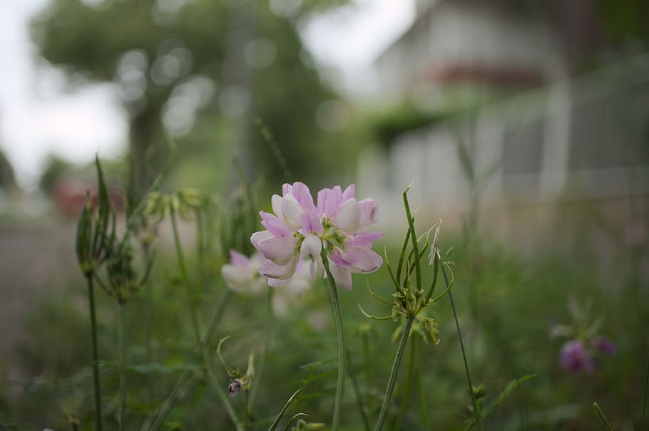 klee, flower, pink, macro, close, city, nature, flowering plant HD wallpaper