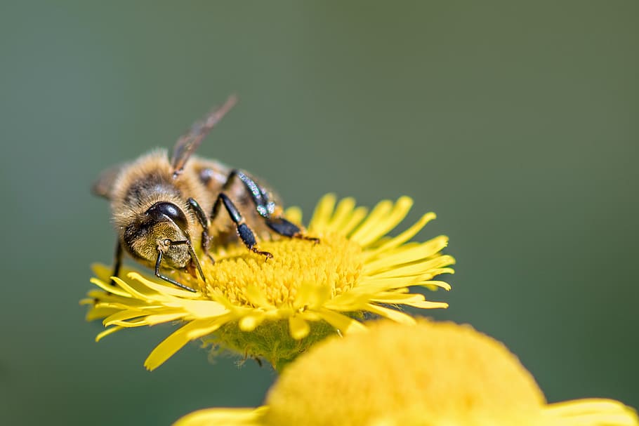 bee, insect, forage, macro, flower, yellow, flowering plant HD wallpaper