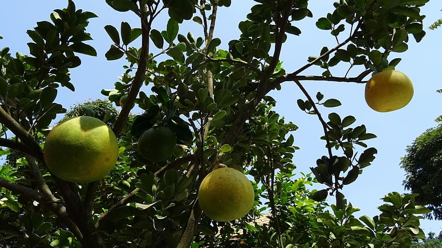 Fruit, Grapefruit, Ripe, Yellow, citrus paradisi, subtropical HD wallpaper