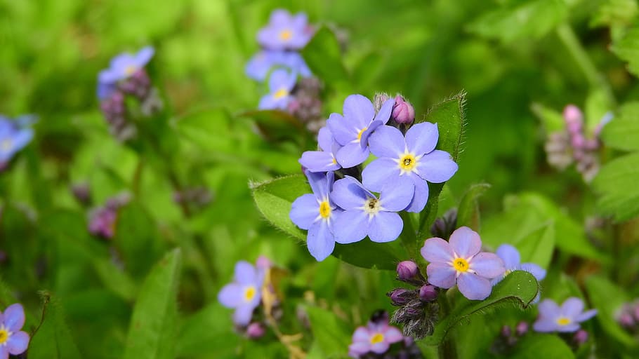 Forget-Me-Not Forest, Myosotis Sylvatica, vernal, blue flowers