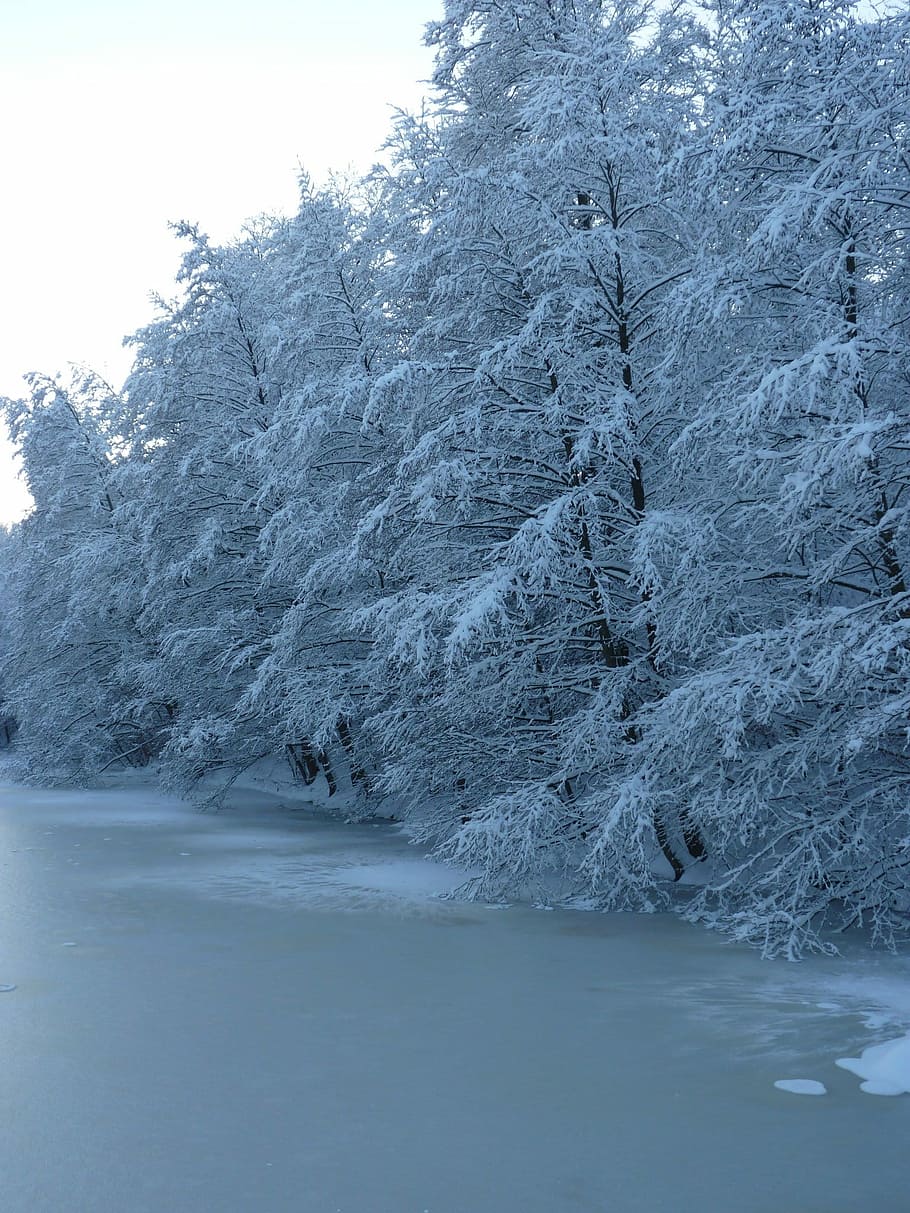 Winter, Trees, Lake, Ice, Snowy, wintry, cold, white, nature HD wallpaper