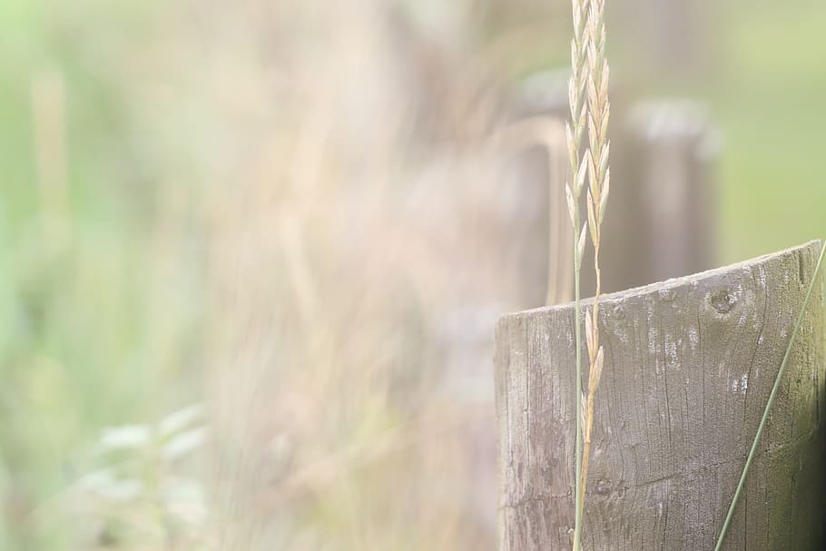 nature, landscape, grid, straw, focus on foreground, day, no people HD wallpaper