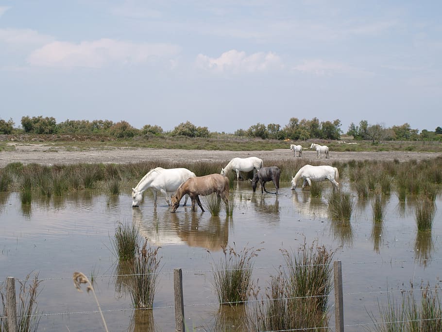 horses, camargue, water, camargue horse, water plan, horse-the camargue