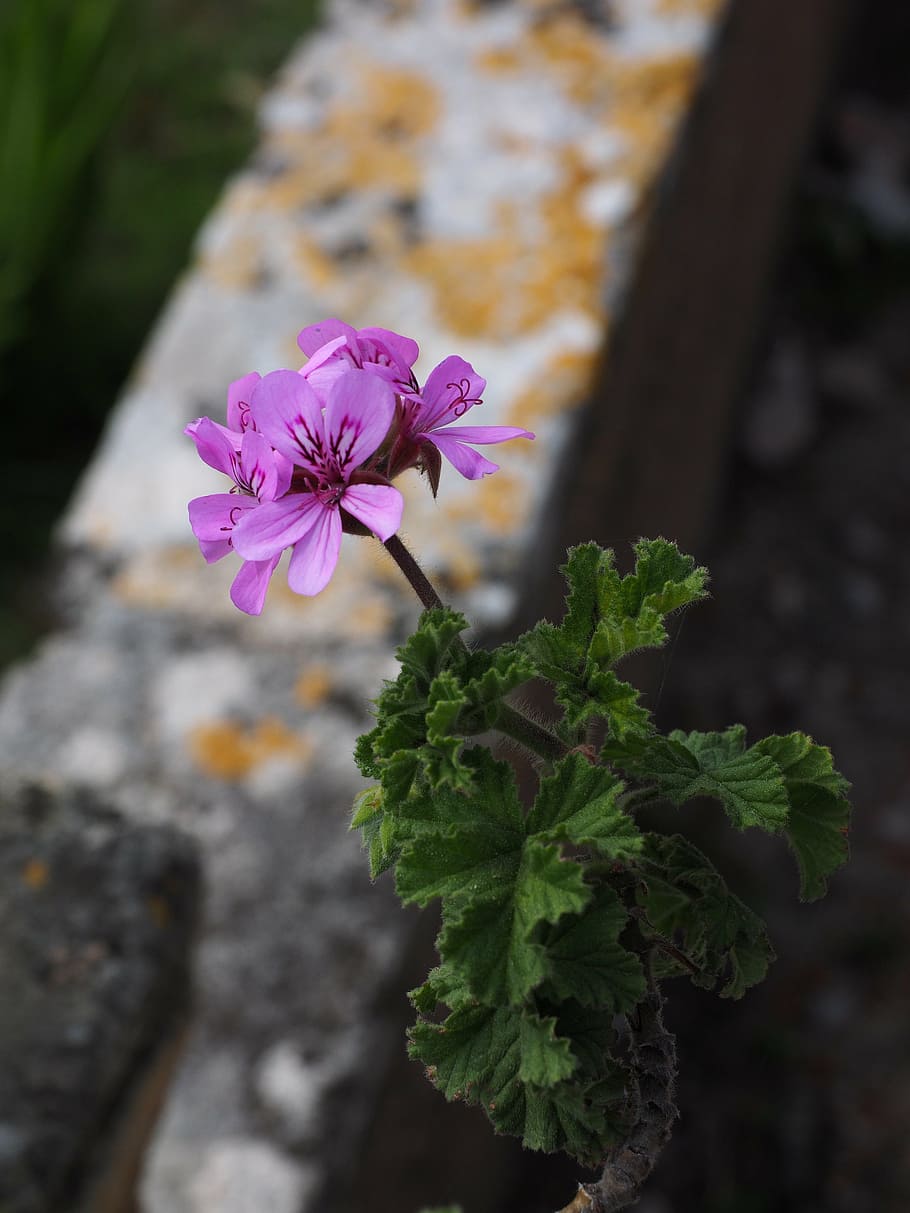 geranium, blossom, bloom, flower, pink, pelargonium grandiflorum HD wallpaper
