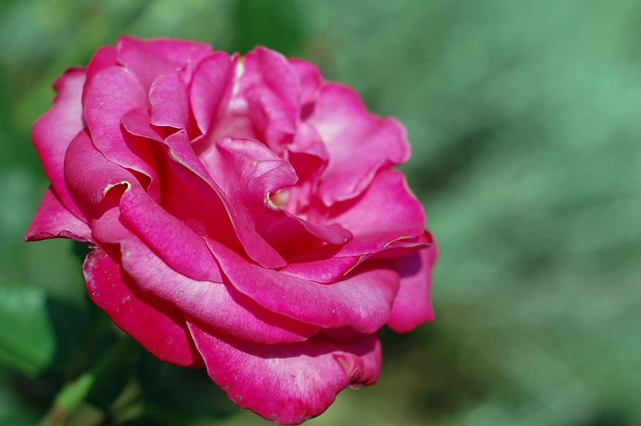 rose, pink, single, garden, green, flower, plant, floral, flowering plant HD wallpaper