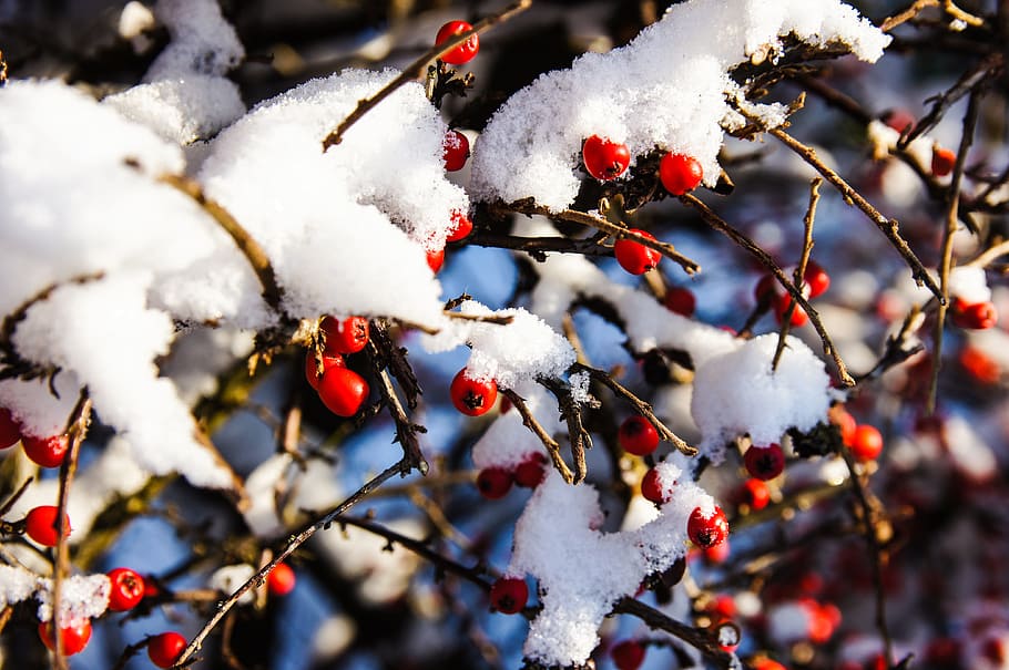 snow, berries, bush, winter, nature, red, berry red, wintry, HD wallpaper