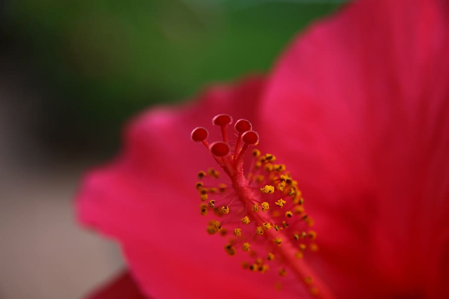 red, blossom, bloom, flower, stamp, flora, close, flowering plant HD wallpaper
