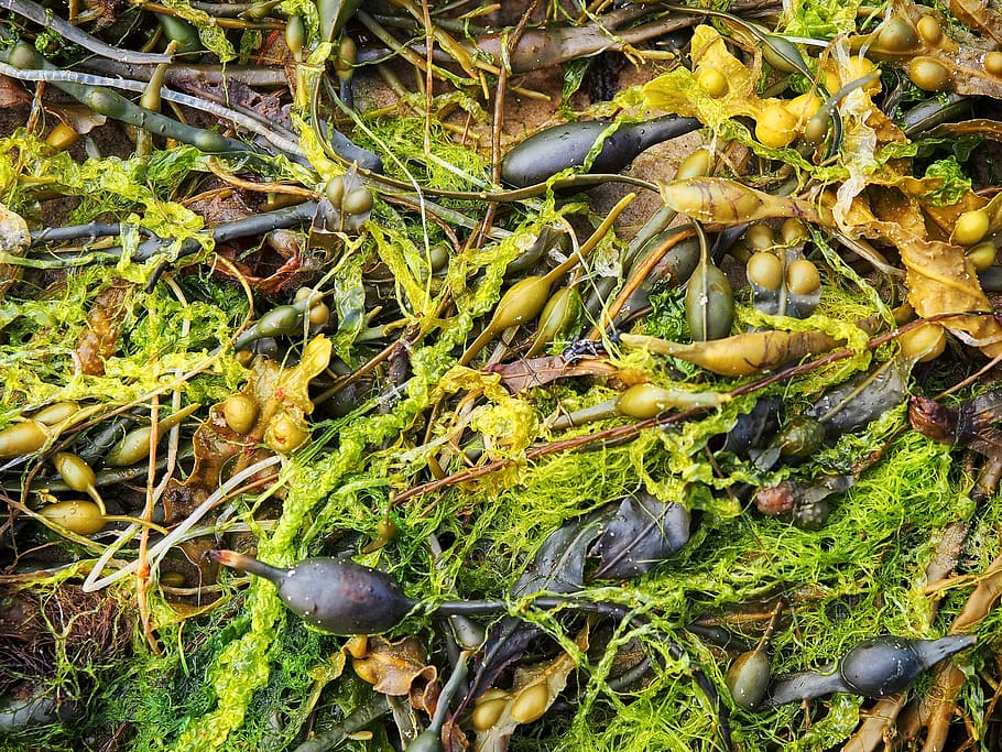 Seaweed, Sea, Weed, Algae, Marine, Food, wet, pool, natural HD wallpaper