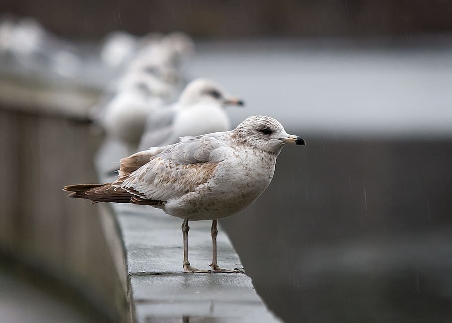 Seagull, Bird, Perch, Wet, rain, wildlife, river, beak, outdoor HD wallpaper