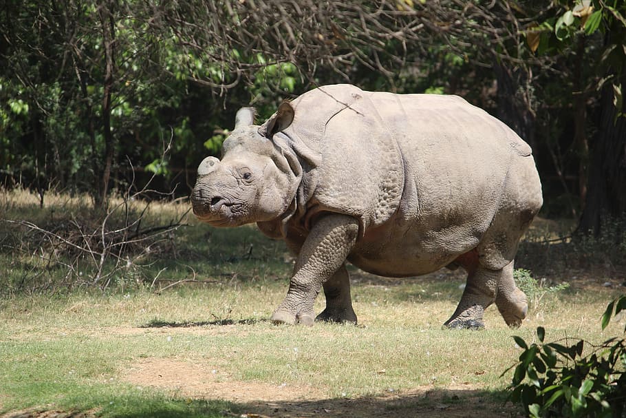 HD wallpaper: rhinoceres, animal, zoo, trappedwildlife, mammal, nature,  safari | Wallpaper Flare