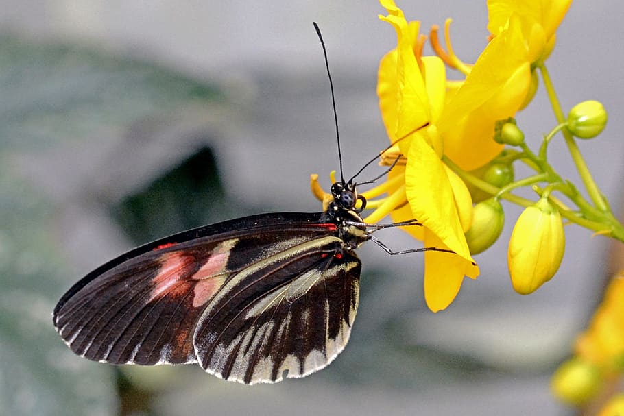 Butterfly, Insect, Wing, Animal, black, white, red, yellow HD wallpaper
