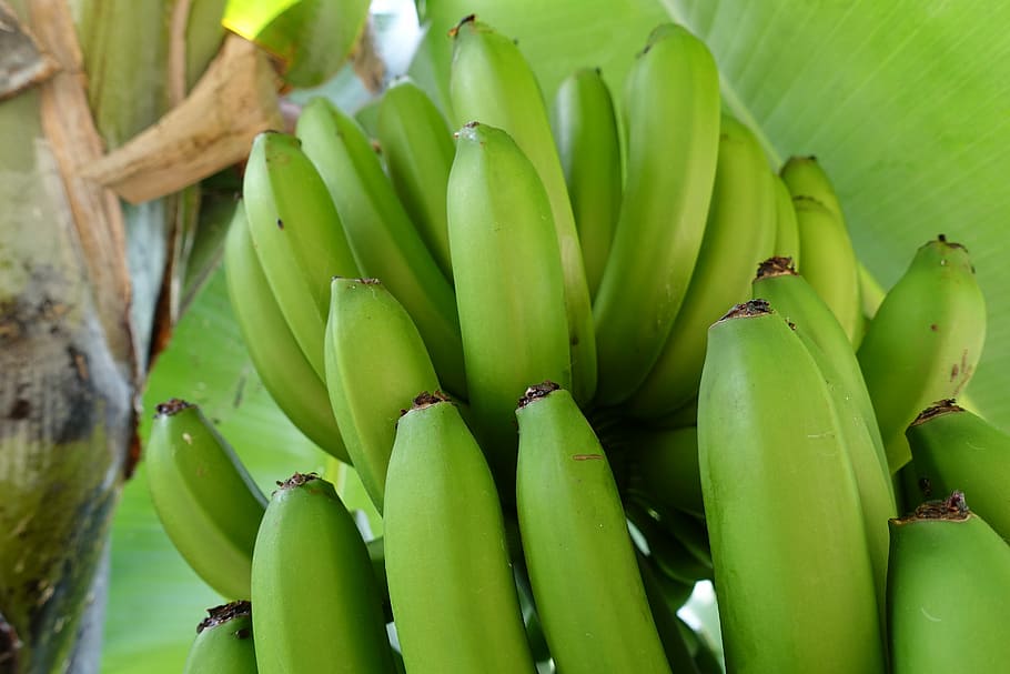 Bananas, Musa, Nature, Green, green color, food and drink, healthy eating