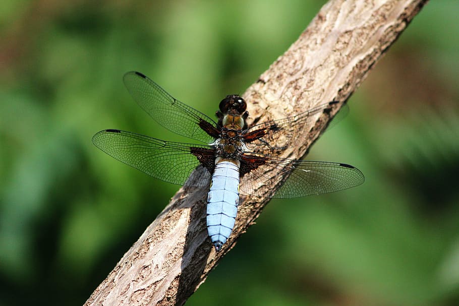 dragonfly, spring, nature, insect, close, wing, animal, animal Wing HD wallpaper