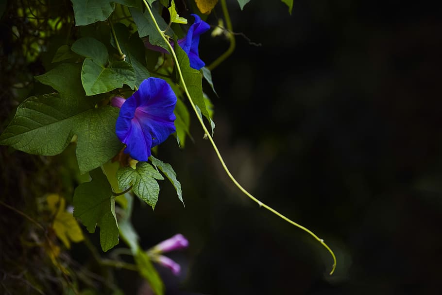 Flowers, Flora, Spring, Purple, Violet, green, cluster, night HD wallpaper