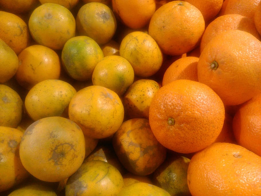 orange, fruit, lemon, citrus, fresh, juicy, healthy, vitamin HD wallpaper