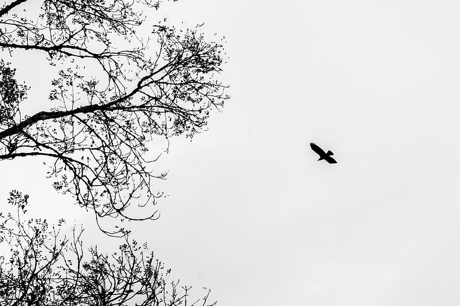 sky, bird, black, white, nature, tree, branch, vertebrate, animal themes HD wallpaper