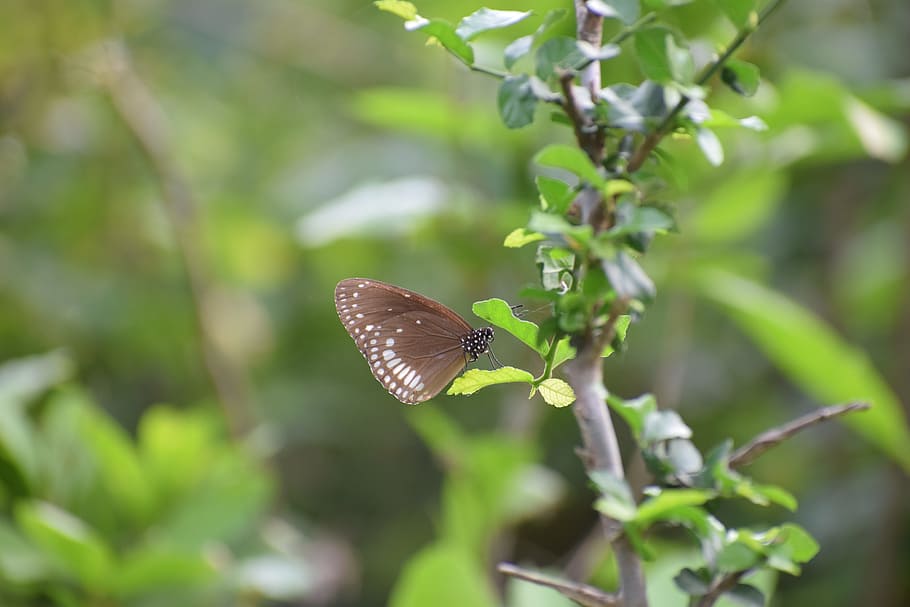 butterfly, forest, green, insect, spring, garden, wing, flower HD wallpaper