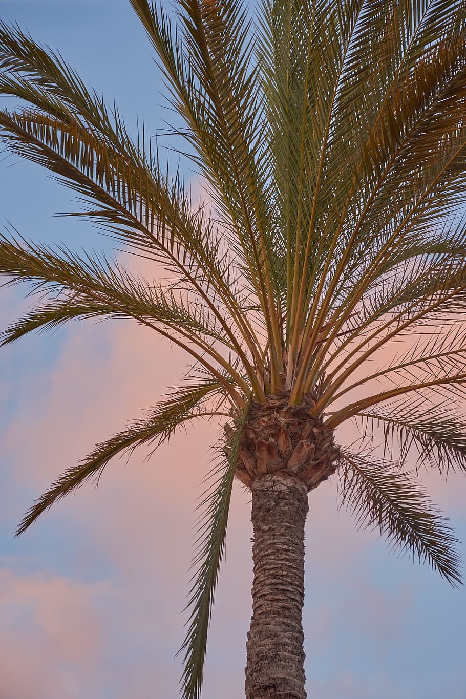 palm, mood, sky, evening sky, atmosphere, afterglow, clouds HD wallpaper
