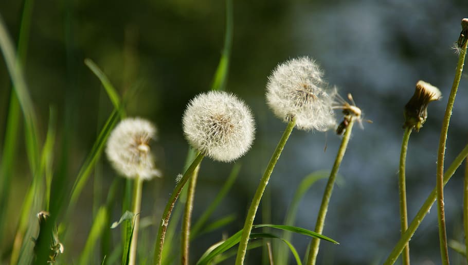 dandelion, seeds, pointed flower, spring, plant, growth, close-up HD wallpaper