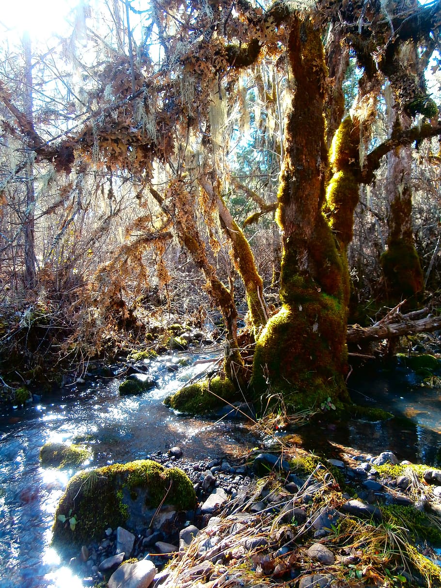 moss, brook, creek, water, stream, landscape, wilderness, scenery HD wallpaper