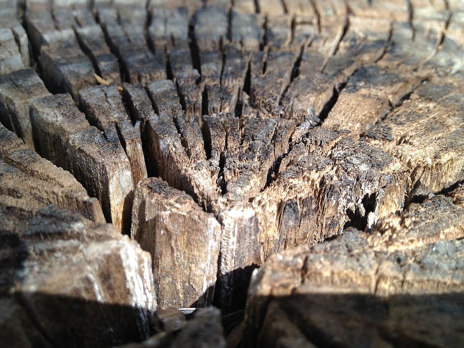 bark, trunk, texture, nature, forest, trunk trees, cracks, tree bark HD wallpaper