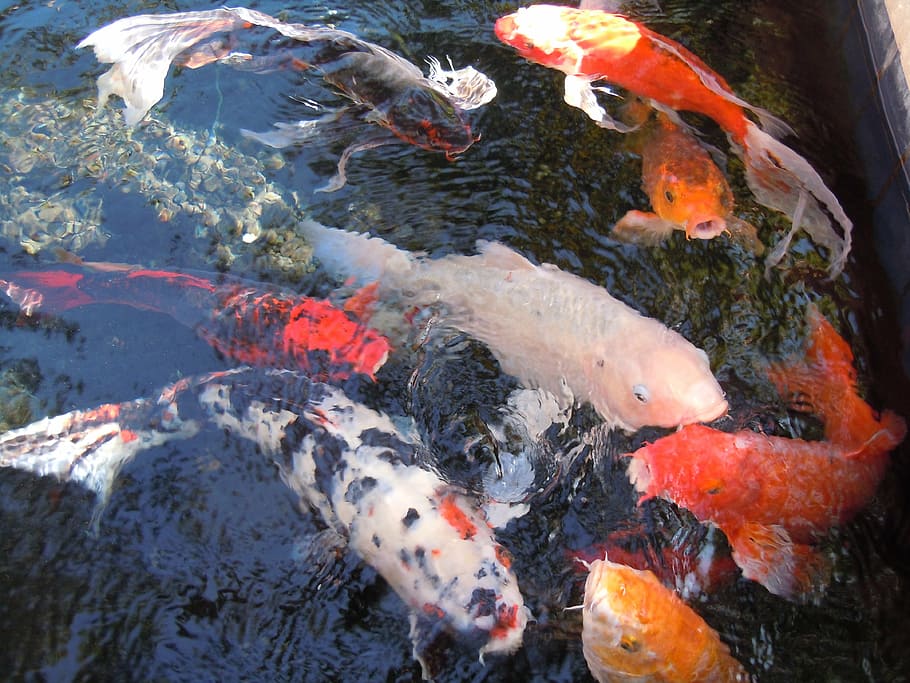 assorted-color koi fishes in water, fish swarm, nishikigoi, cultivar