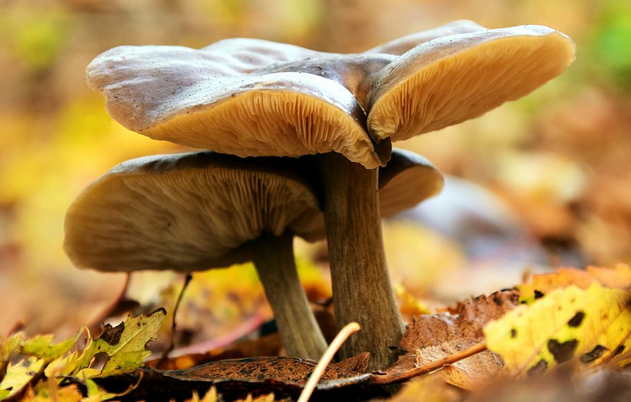 shallow focus photography of two brown mushrooms, autumn, forest, HD wallpaper
