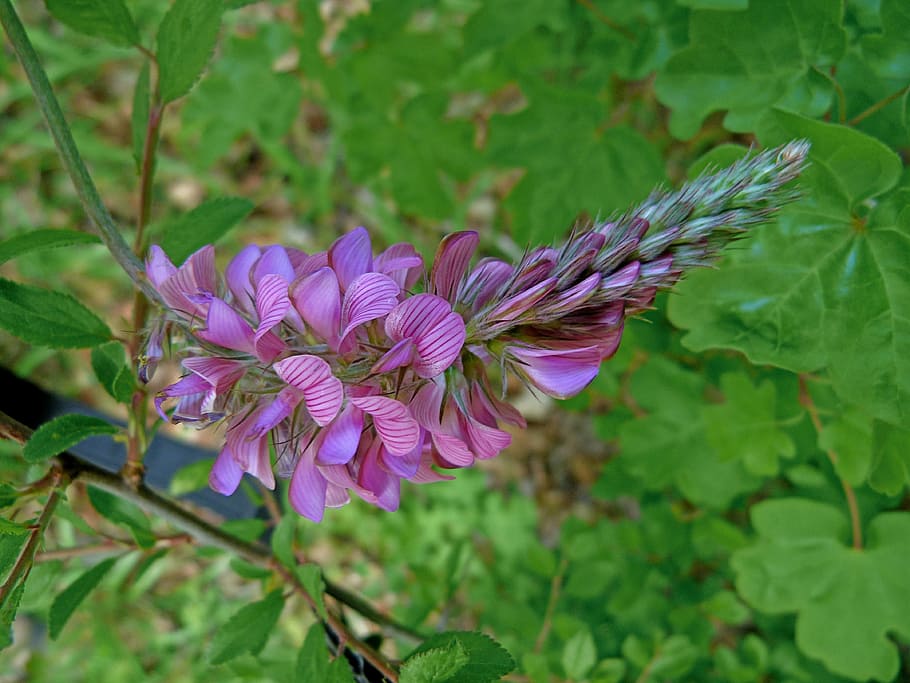flowers, nature, macro, spring, pink, green, foliage, flowering HD wallpaper