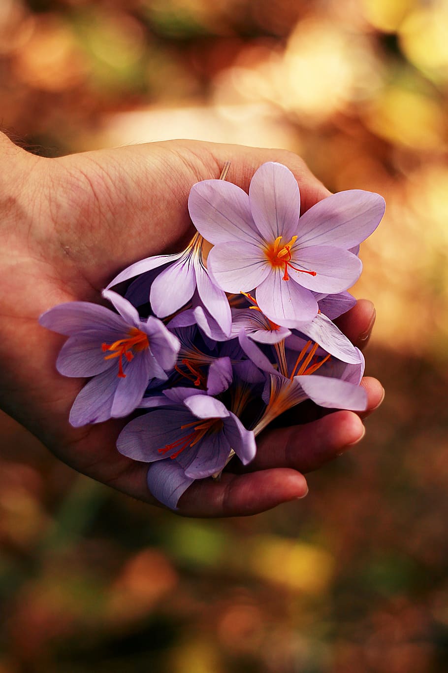 beautiful, bloom, blooming, blossom, blossoms, blur, bright HD wallpaper