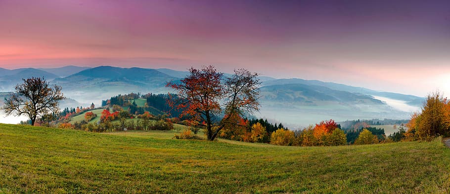 low angel photograph of tree with mountain, panorama, landscape HD wallpaper