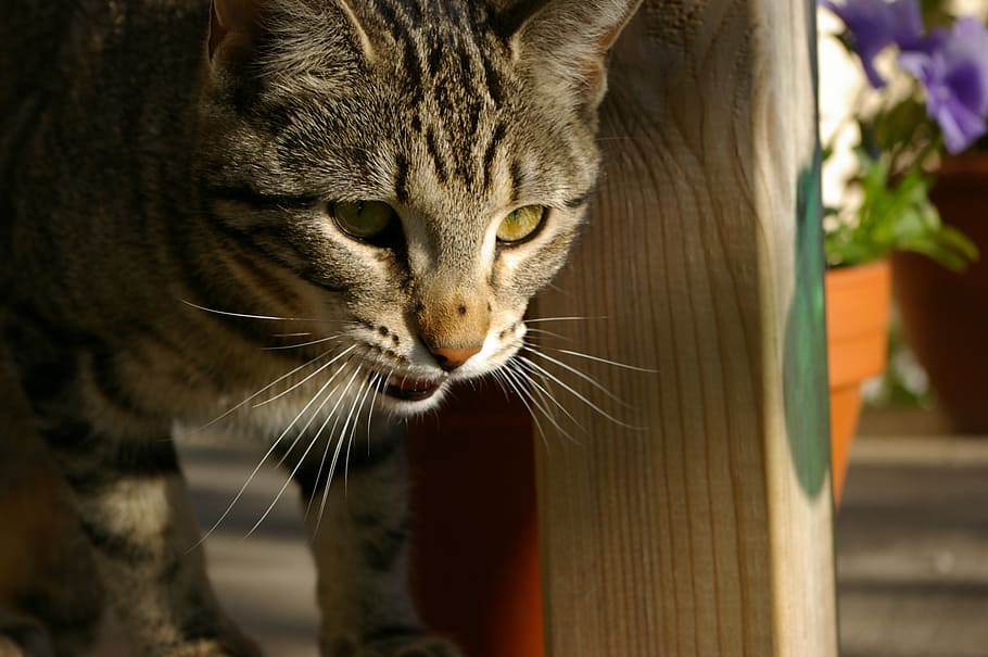 cat, kitten, nos, pets, dot, mammal, animal themes, one animal HD wallpaper