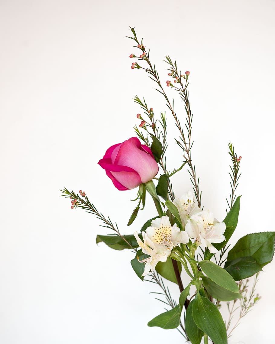 pink, rose, white background, blossom, bouquet, wedding, flower HD wallpaper