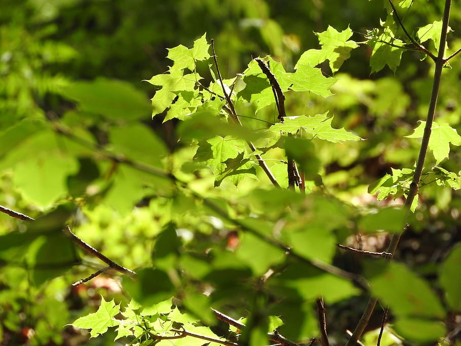 Maple, Leaves, Leaves, Green, Green, Branch, Tree, foliage HD wallpaper