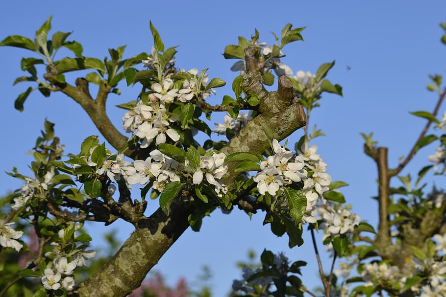 wood, apple, plant, growth, tree, low angle view, flowering plant HD wallpaper