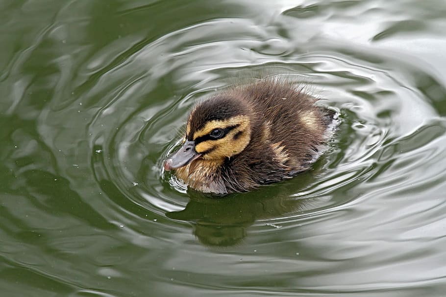 black and yellow duckling on water, nature, bird, pool, wildlife HD wallpaper