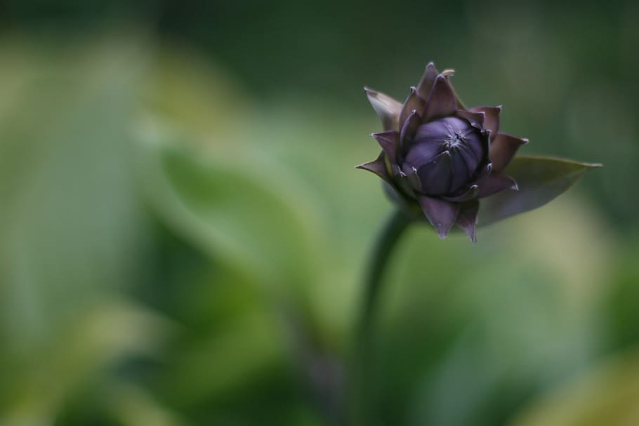 nature, hostname, flowers, background, desktop, plant, flowering plant HD wallpaper