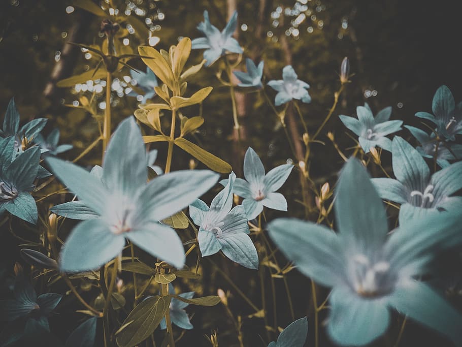flower, bloom, white, petals, plants, nature, beauty in nature HD wallpaper