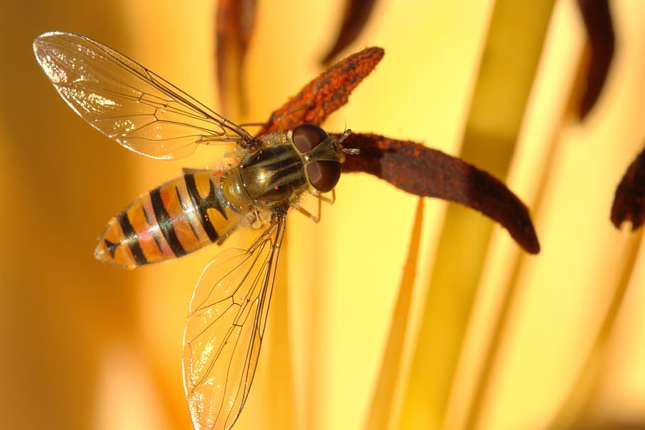 episyrphus balteatus, hover fly, close, face, animal, insect HD wallpaper